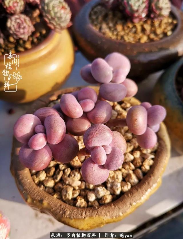 养多肉近四年，一路的走来，阳光总在风雨后！