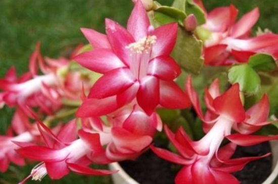 耐阴又容易开花的植物有哪些考拉园艺网带你了解这4种花卉