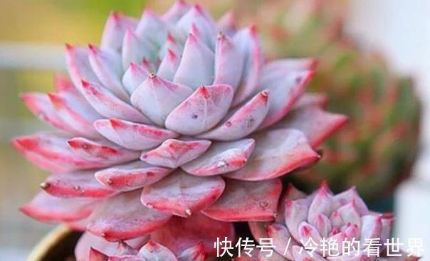 6种经典的粉色系多肉,叶片肥厚颜值高,仙气十足惹人爱