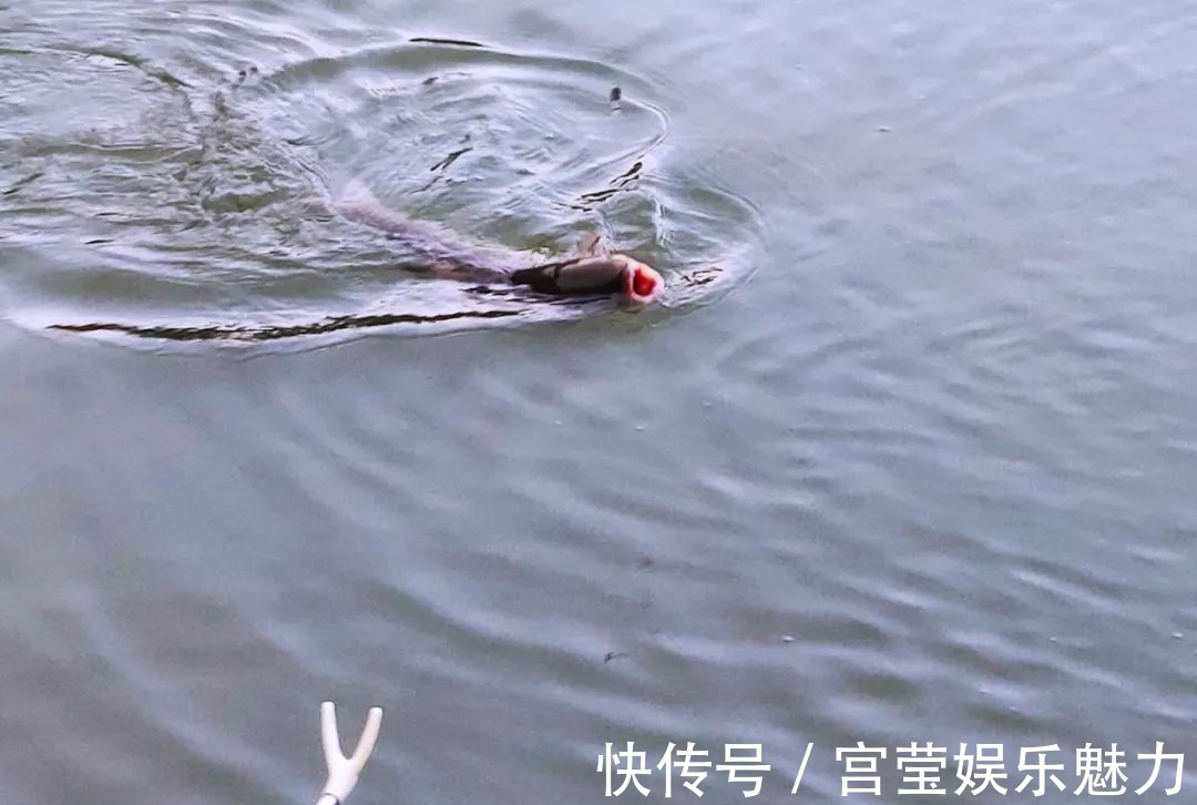 水温|白露到、鱼好钓，这几条技巧要牢记！