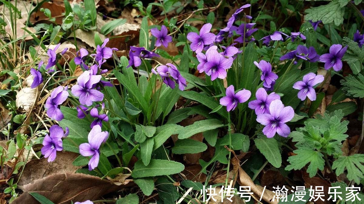 紫花|这花是神话里的美女变的,却在荒地里到处长,挖回家有大作用!