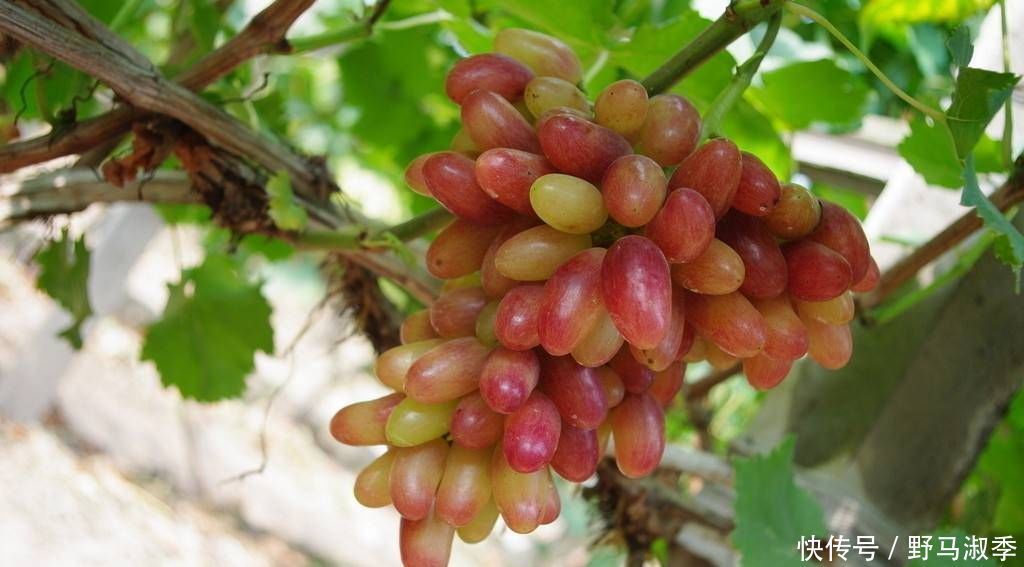 宝宝|怀孕后,有三种水果不管多贵,丈夫也应该愿意给怀孕的母亲买,这对宝宝的发育有好处