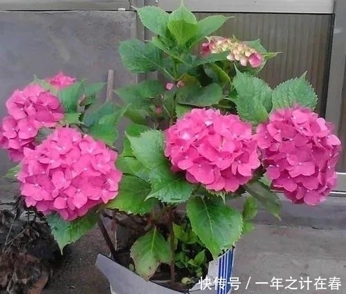 栀子花|4种花,赶紧搬出去养,风吹加日晒,早早冒“花芽”
