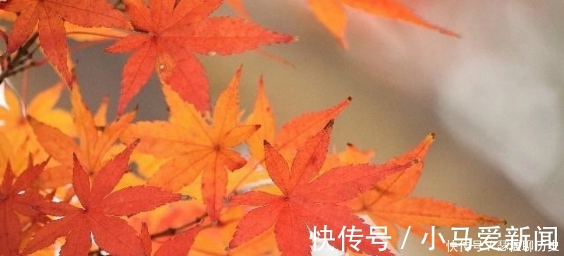 唯美|杜牧最经典的一首诗,美得令人心醉,成为描写秋天最唯美的一首诗