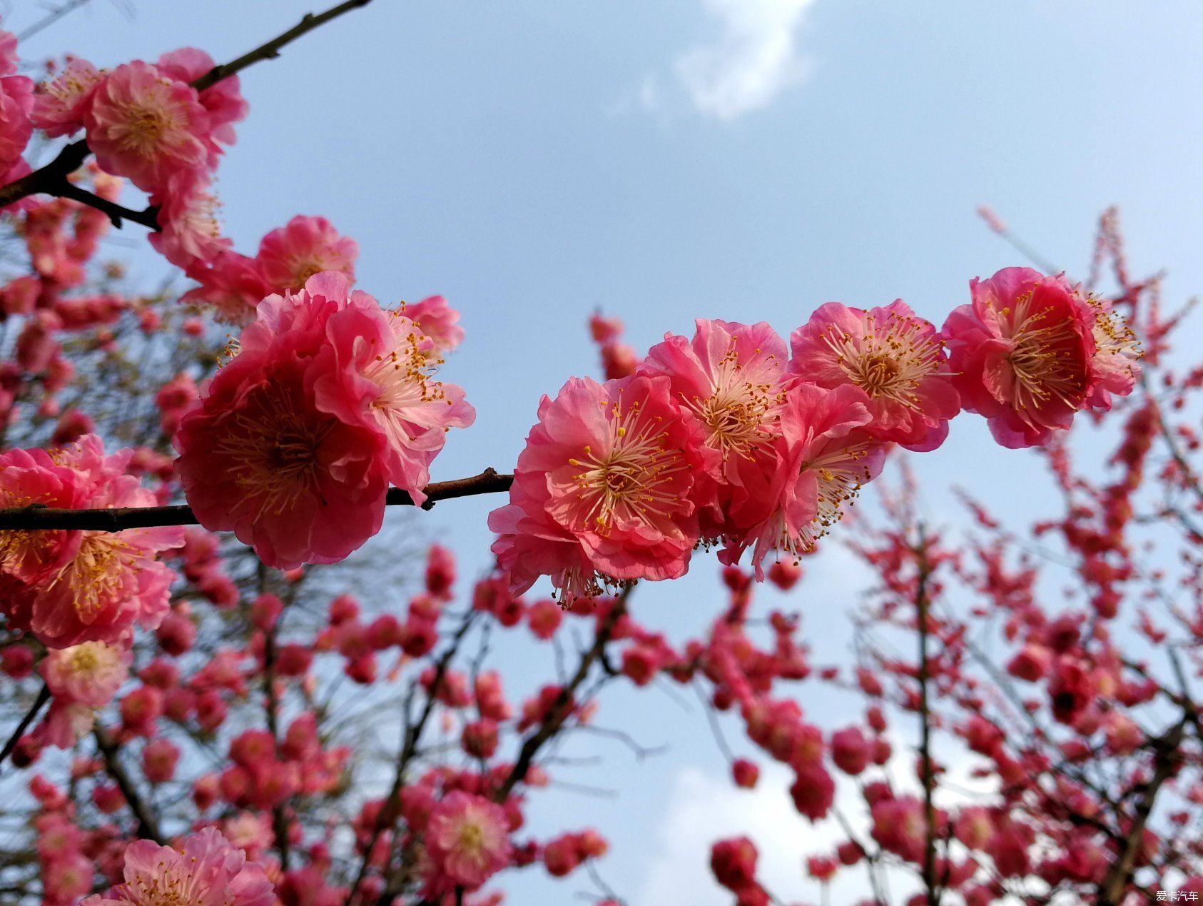 中年|大年初一的成都植物园