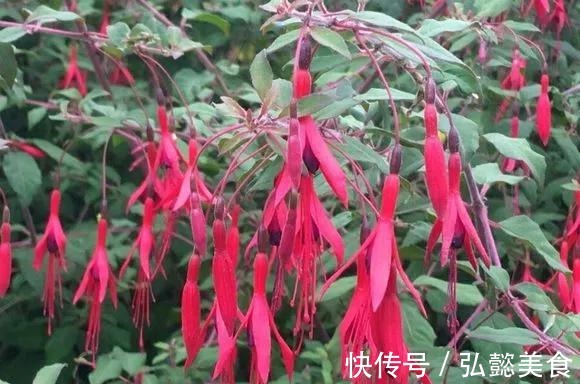 水培|3种枝条泡水里,10天长根,一次开花100朵,水培成活率更高!