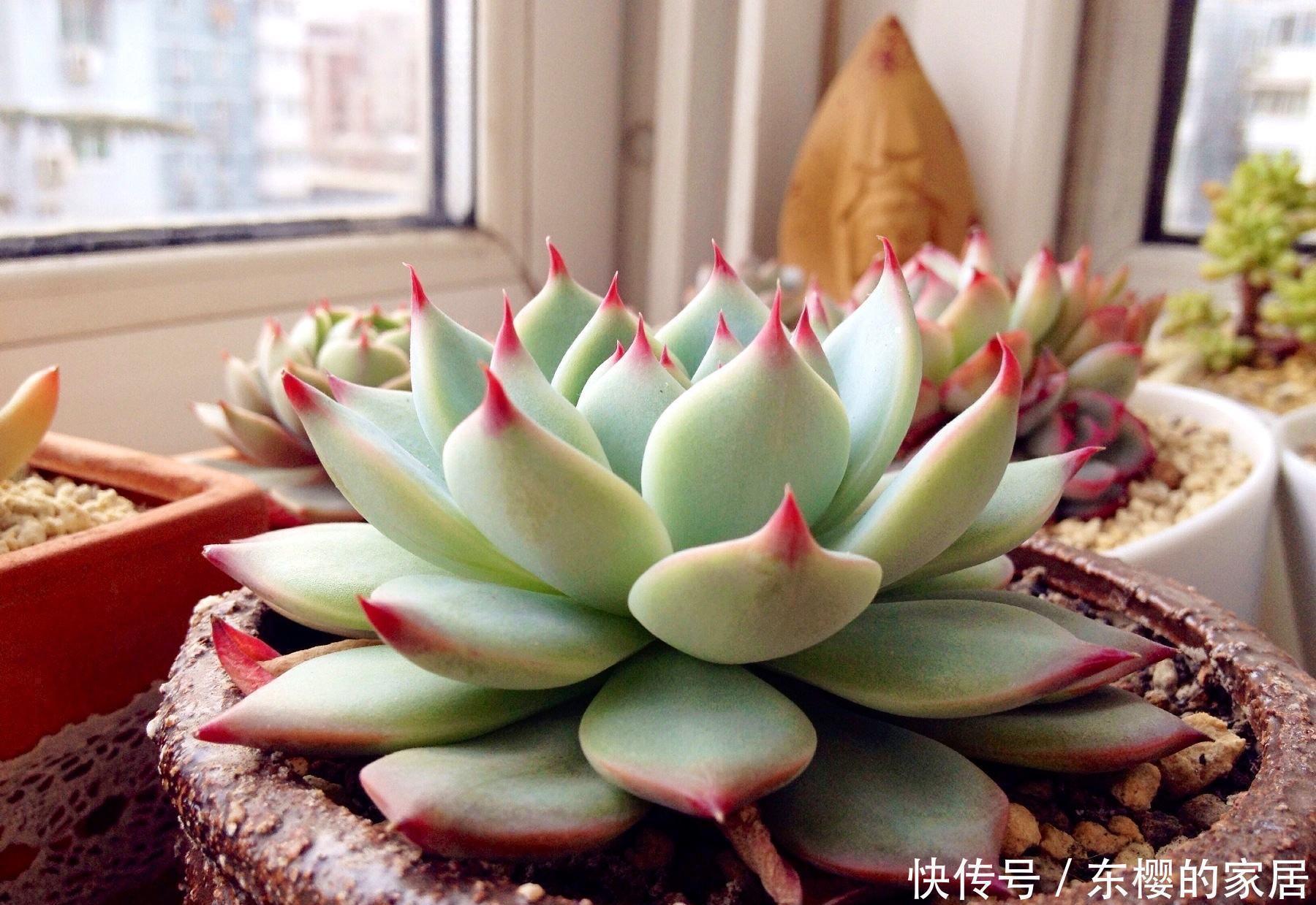 很好养活的3种“多肉”,养出群生养成老桩,真的很美