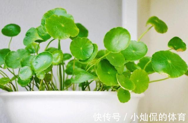 农历十一月大雪过后,养什么花?家里养3种花,幸福安康富贵吉祥