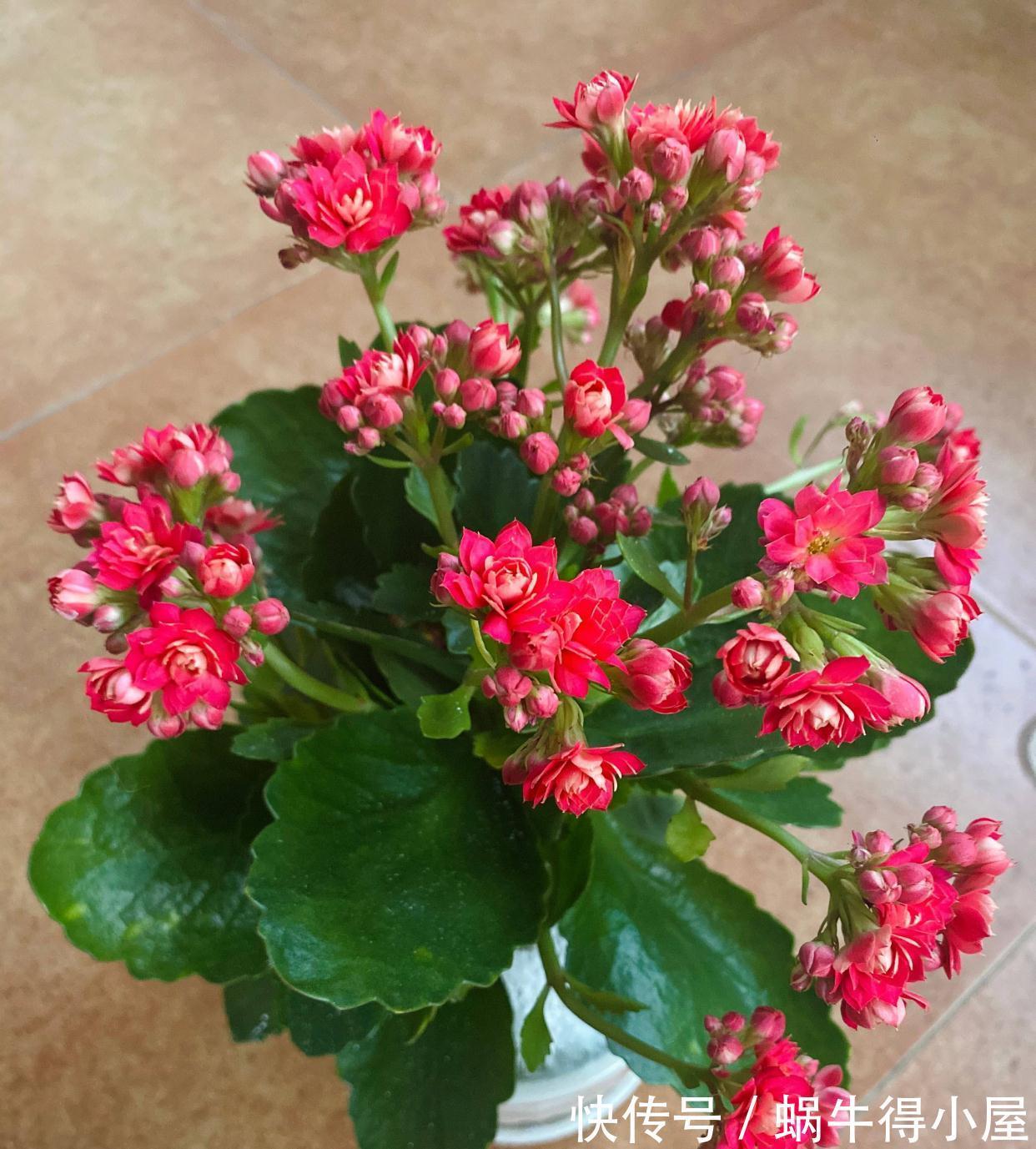 长寿|秋天阳台养一盆花，株型小、花量大、花色多种，喜庆美观好养