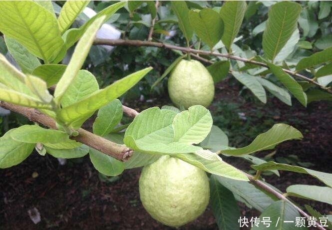 水果|聪明的人都爱吃的一种水果,常吃好处多多,你有吃过吗?