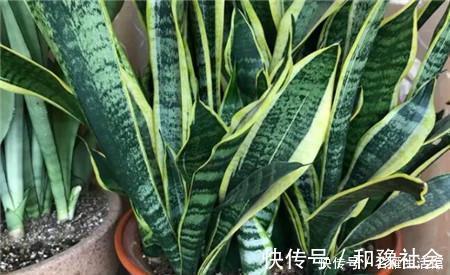 虎皮兰有“4怕”，避开后，叶子旺盛“增1倍”，花友早记住