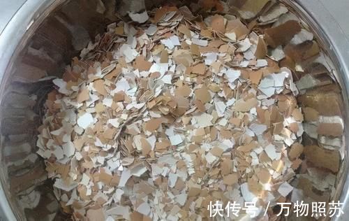 蛋壳|拿到蛋壳别急着养花，按“这要求”处理，给植物施肥才不出问题