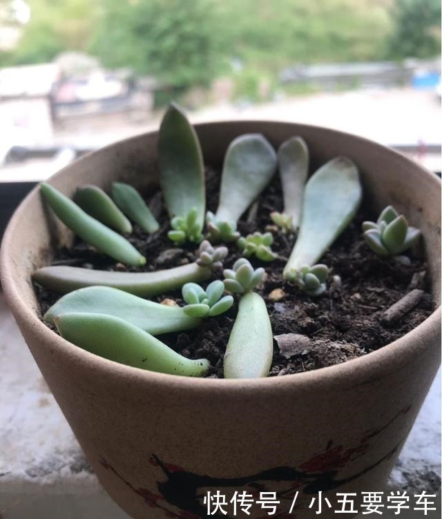 茶叶水|浇水时的3个坏习惯,赶紧丢掉,不然土壤硬得像石头!