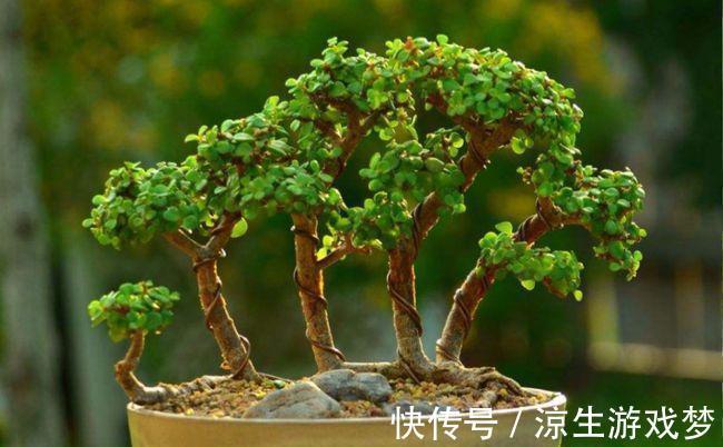 张大姐养了一种绿植,几年后大家都说太美了