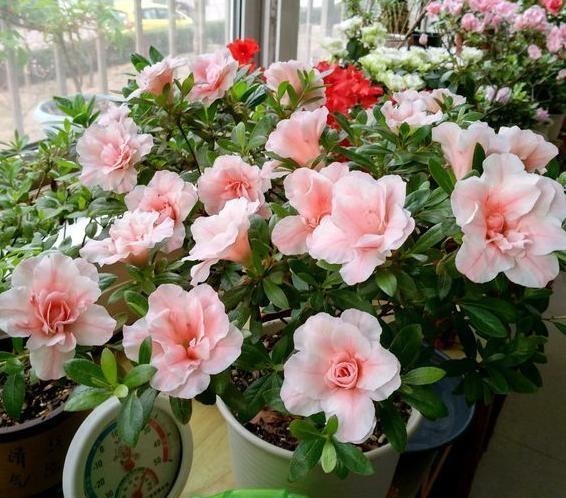 烂根的情况|室内养花怎么预防烂根?掌握5个关键,栽种花草没烦恼,远离烂根