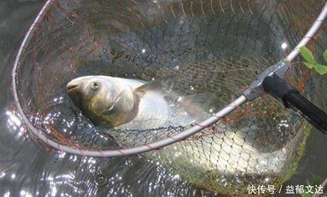 不是跟你吹,有了这特效鲢鳙饵,鲤鱼再大都没兴趣钓,不信就试试