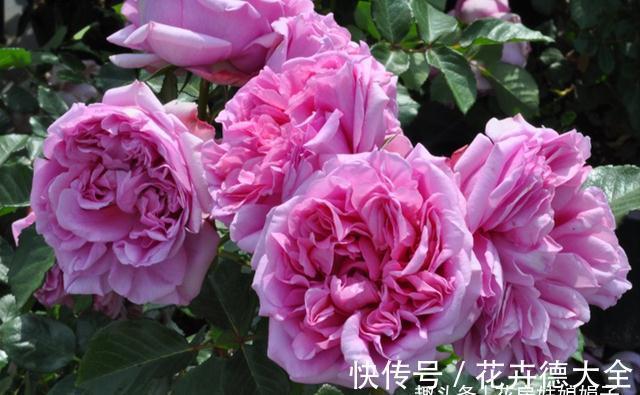 值得入手的6款月季花,花型标准花期长,漂亮又好养,阳台也能种