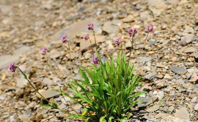 很大|这种植物是火锅调味料之一,市场需求很大,目前市场价35元一斤
