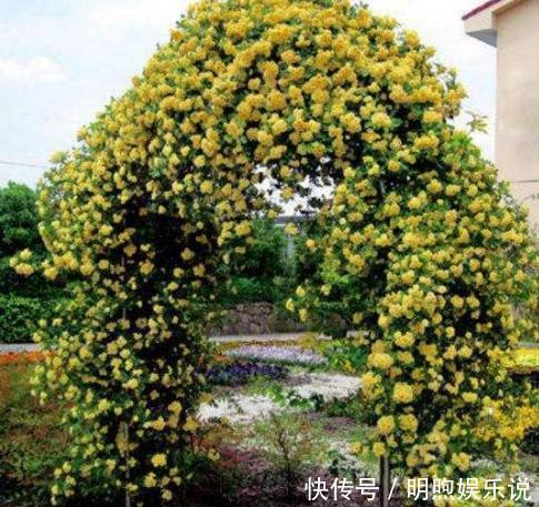 左邻右舍|院子再小，也要养棵它，2年长一片，开花特别美，左邻右舍都说香