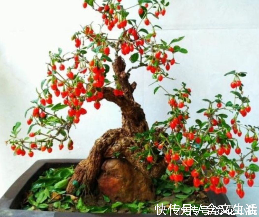 苍劲|盆景不用买，5种常见的树，做成盆景漂亮又美观