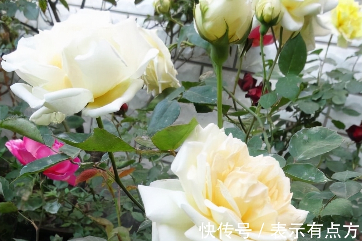 月季|这10种中国古老月季花型美、花期长，不输欧月，你值得拥有