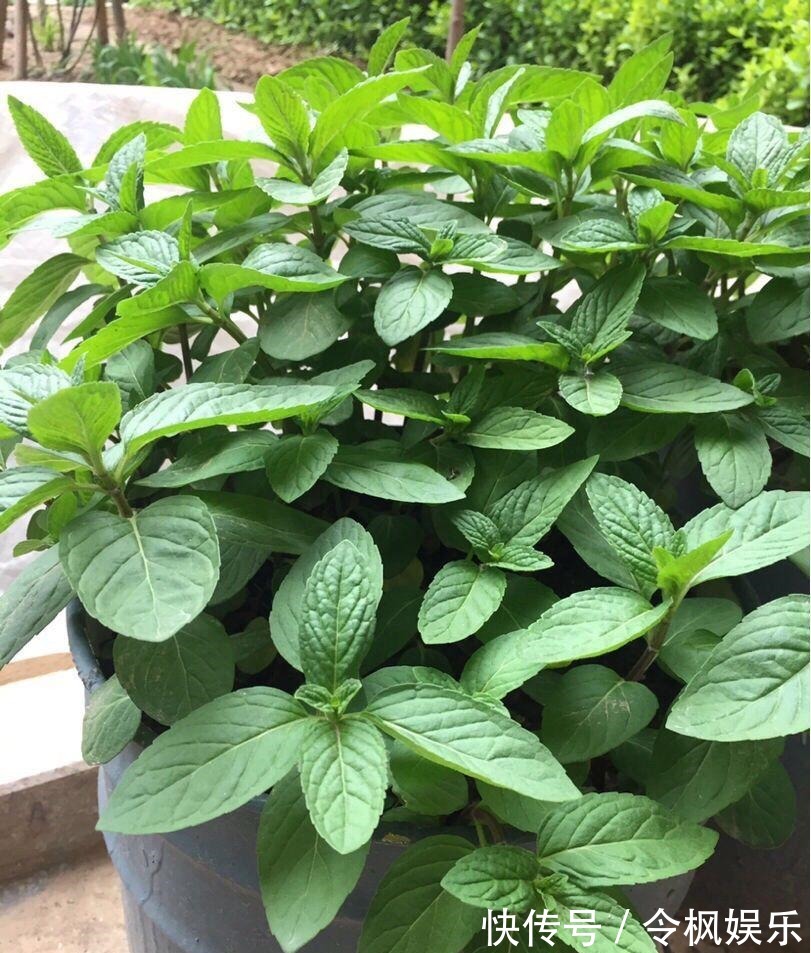 老中医最爱的8种花,一盆堪比小药箱,摘片叶子就能泡水喝!