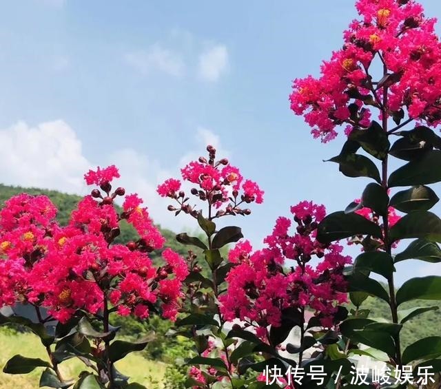 夏天|想要家里四季花开,这20种花,连续能开300天,完全不歇气