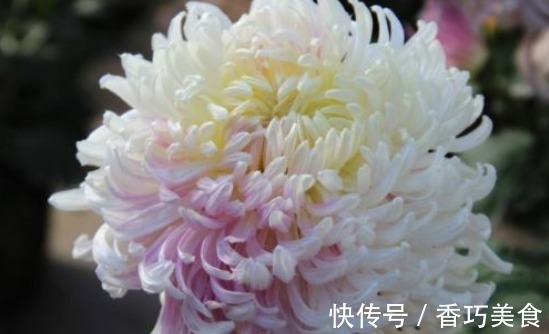 景天科|新手养花,不妨试试这几朵,比绿萝还好养,郁郁葱葱,四季常开花