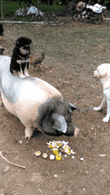 海波|喬杉洗腳城被抓了,會像海波一樣退出演藝圈嗎?哈哈哈哈哈哈哈...