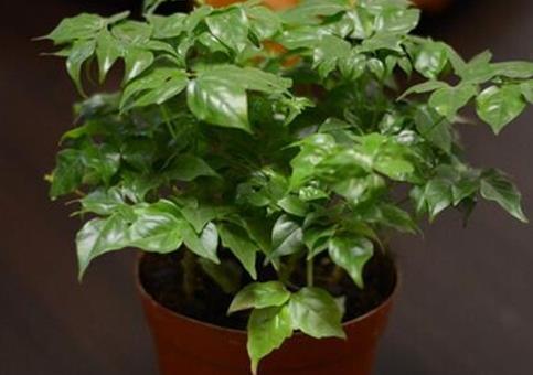 养花不如种树,这三种镇宅招财树,养在客厅既上档次又耐活