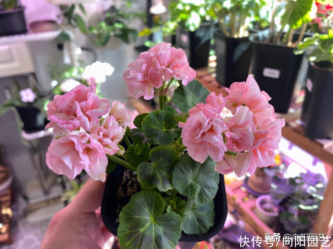 春天养花，3个“术语”要知道，各有妙用，养花一定能用上