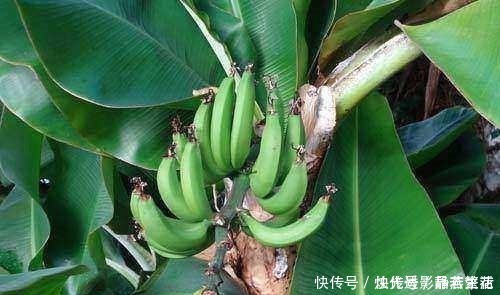 香蕉|坏香蕉竟然还有这样的用途，扔盆栽里几天后让你看到奇迹！