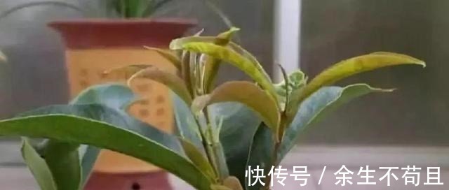 家养桂花出“贵子”，教你用“1根”枝条，30天养成桂花盆栽！