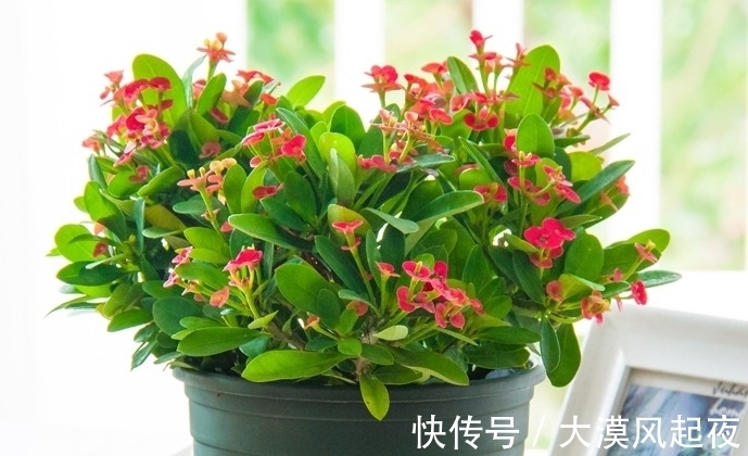 花开爆盆喜庆吉祥,新年新气象,好运连连