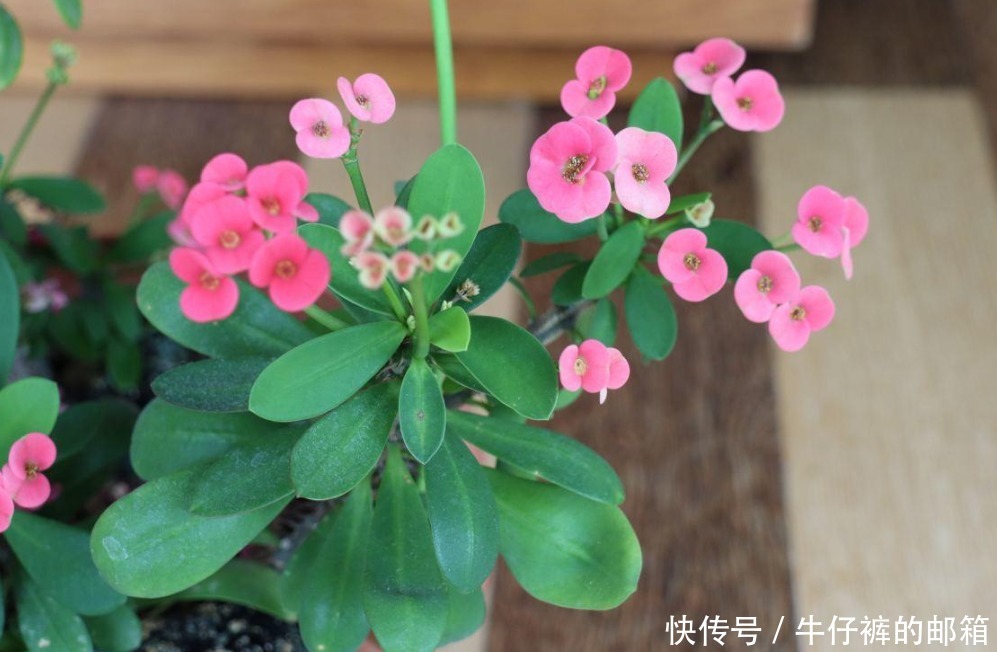 花蕾|堪称“花界劳模”的它们,不怕累,四季花开不歇,好活颜值高