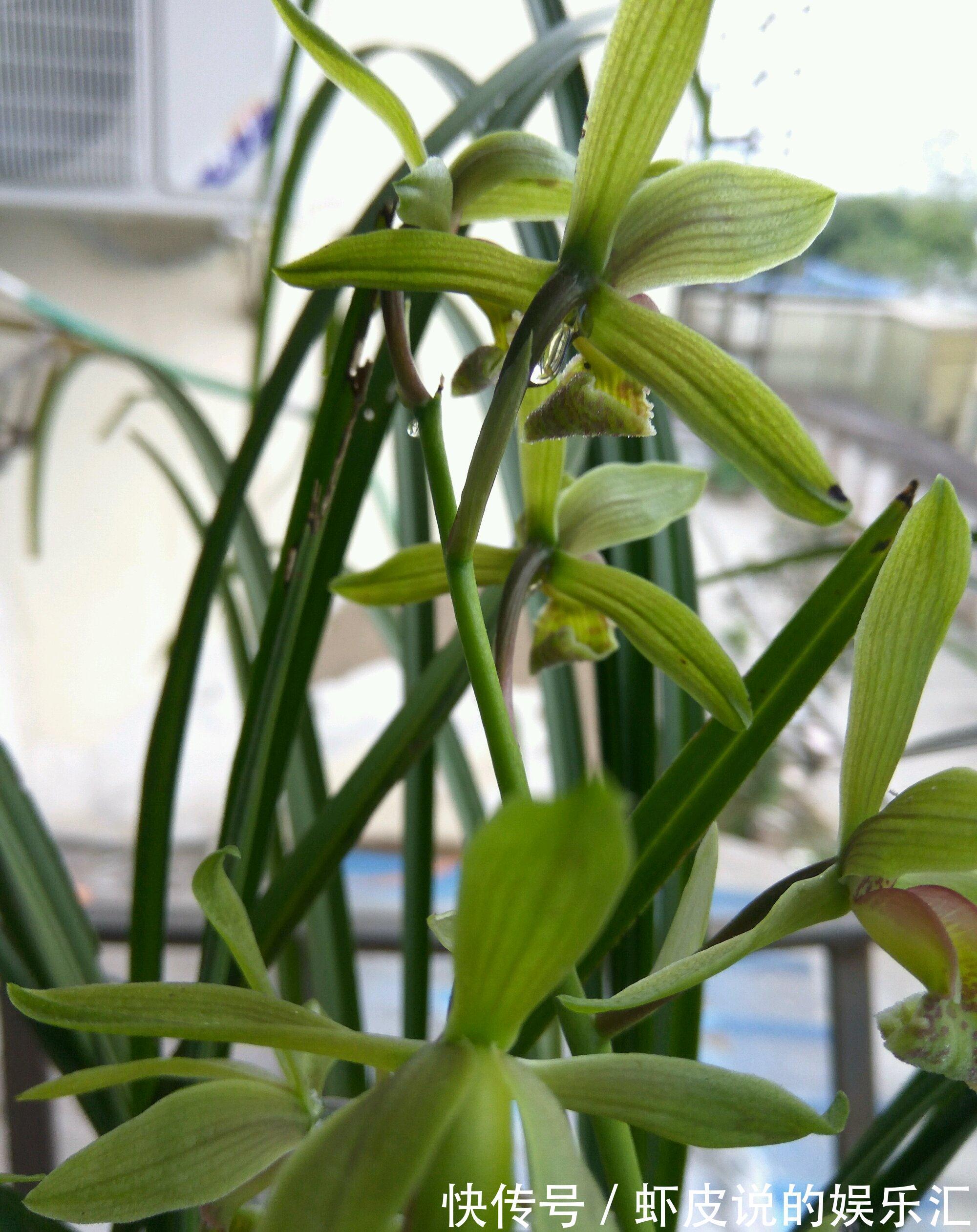 君子兰|冬天养花选这几种,寒冬腊月一直开,一开就是好几个月,值得拥有