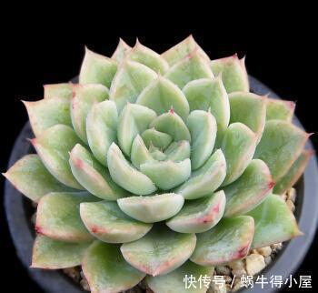 褪色|这3种多肉,到了夏天越晒越美,不徒长不褪色,典型的颜值担当