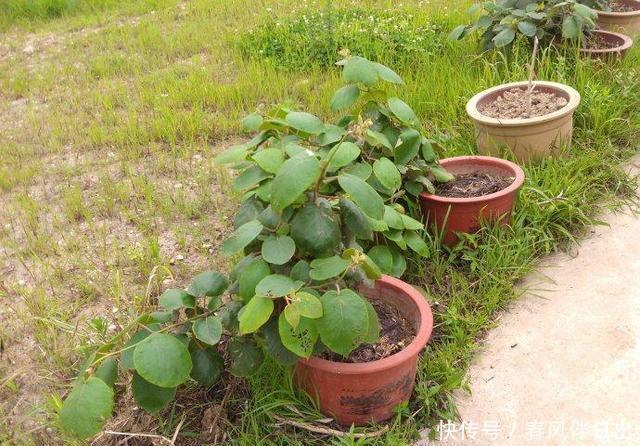 好吃|盆栽猕猴桃好吃又好看,简单几步可以试试