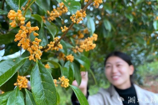 桂花镇|花好不怕晚，桂花之乡咸宁香甜倾城