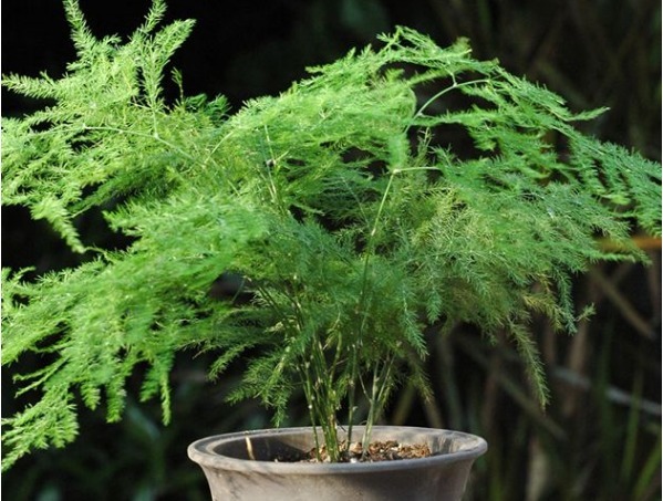 文竹总是不发新芽怎么办教你3个小妙招，枝繁叶茂轻松爆盆