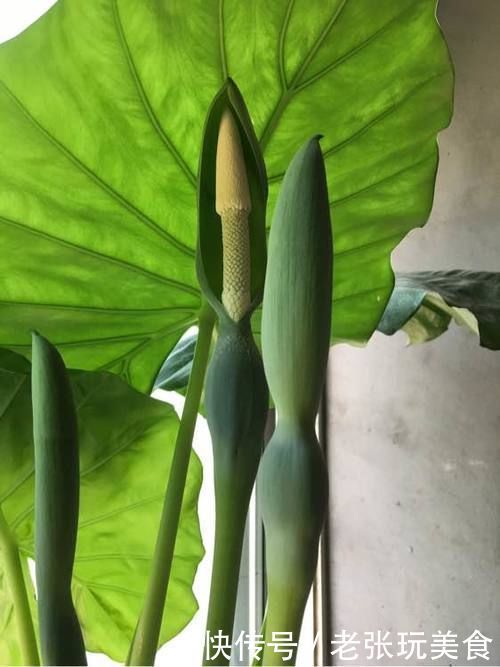 瘙痒|养花不能什么植物都往家里搬,5种花养在室内有隐患