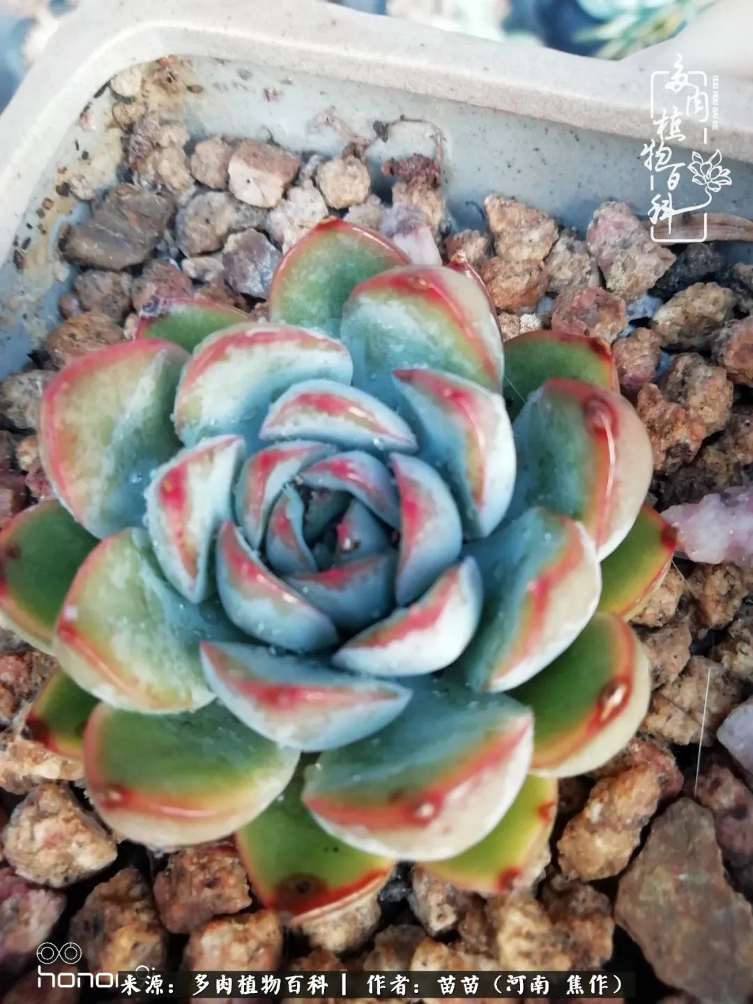 迷上多肉后，有一种喜欢叫一日看三回！