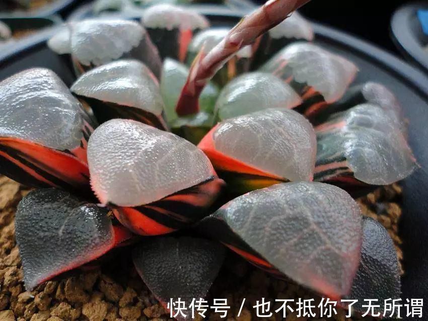 龟甲牡丹|世界上最名贵的花，一盆就是一座房子！