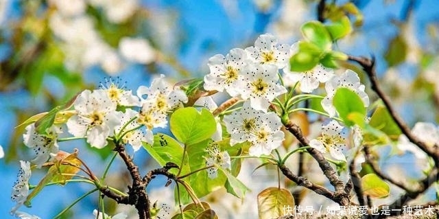 春日乡村芬芳绽放的梨花，洁白的花朵清新动人，靓艳含香的美