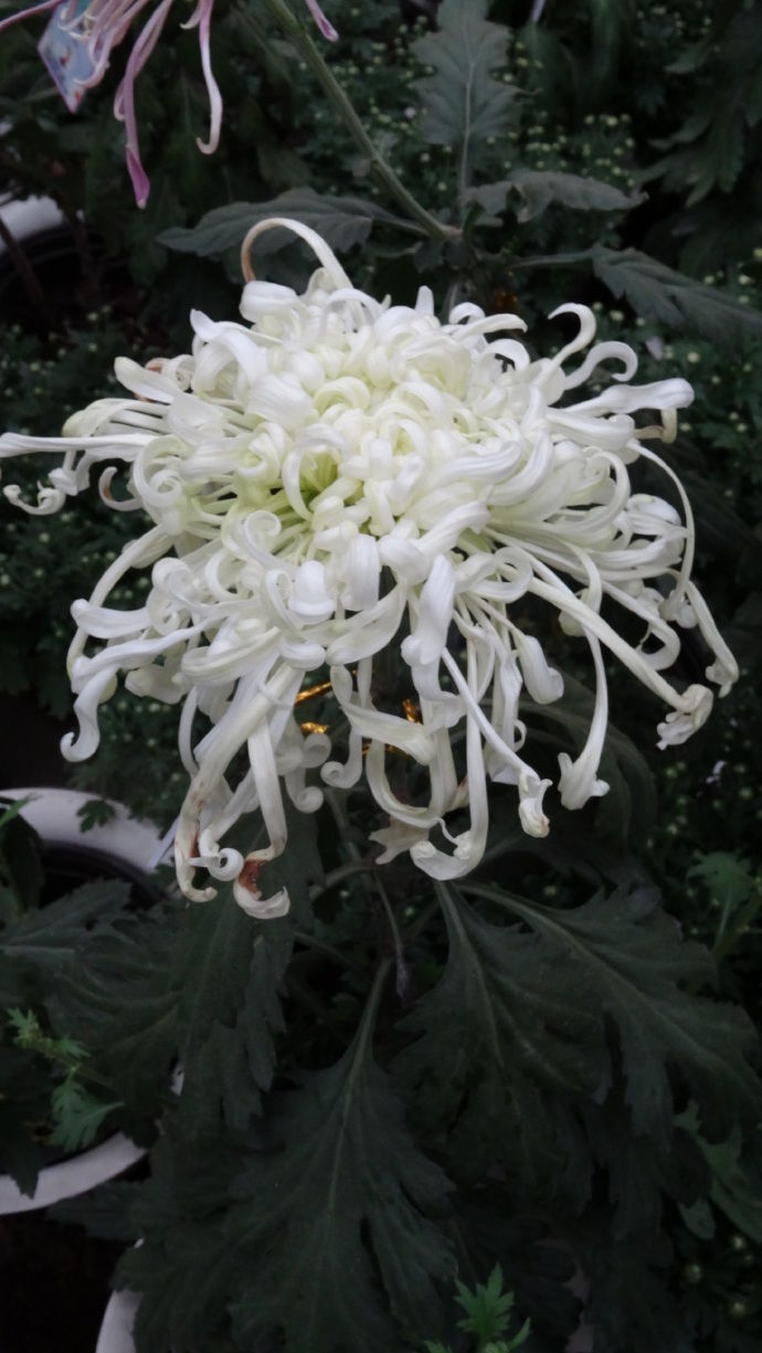 喜欢菊花,不如养“精品名菊”唐宇霞辉,似落日霞光,冷艳香凝!