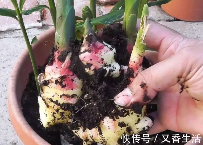 家中的油桶别扔了,里面丢一块姜,浇点水给点肥,一年收获一大盆