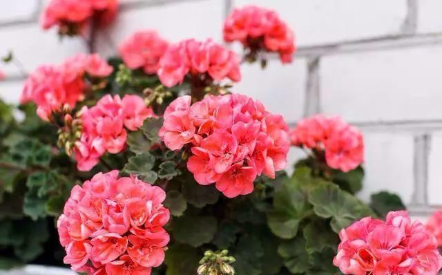 花盆|家庭养花的知识与技巧，你掌握了吗？