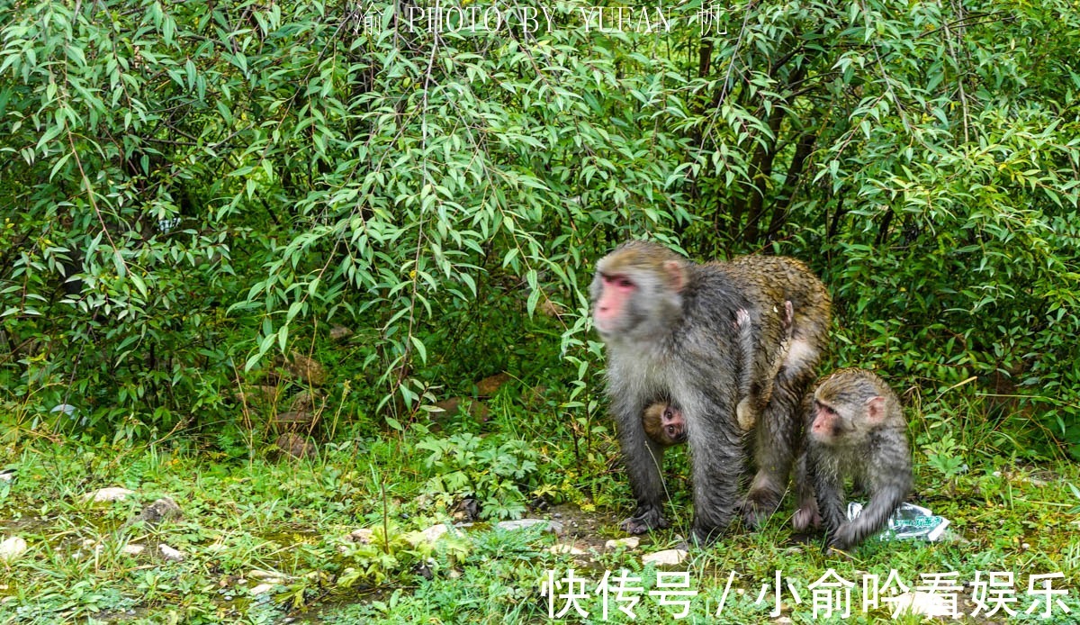 317国道|中国海拔最高的猕猴保护区，在西藏317国道旁，人猴和谐环境好