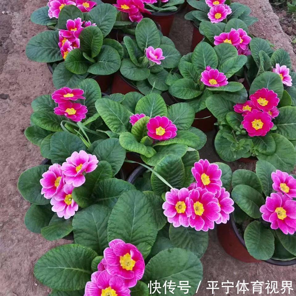 春节|这几种花冬天开爆盆,但一般人家养得不多,现在养正开花,很漂亮