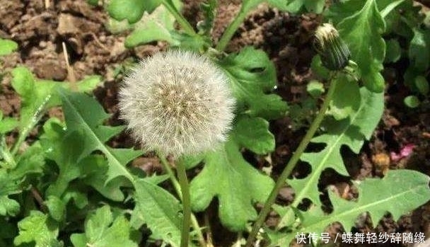 蒲公英|农村这个野草，人称它为蒲公英，还是珍贵的野菜